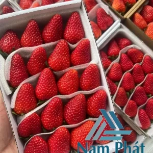 Màng Xốp Lót Dâu Xuất Khẩu Tại Nam Phát