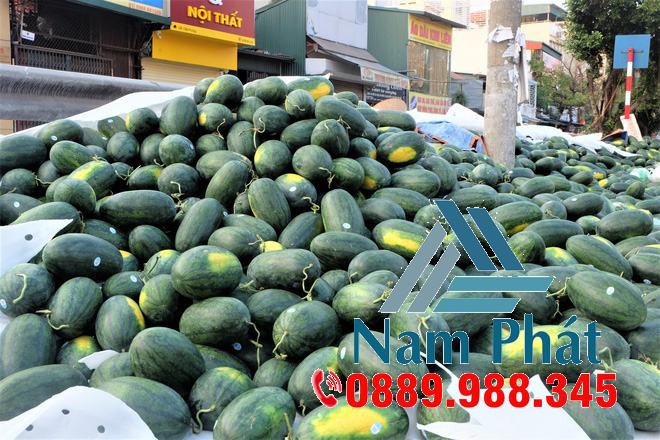 xốp lot dưa hấu