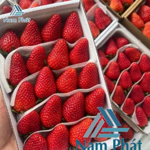 Màng Xốp Lót Dâu Xuất Khẩu Tại Nam Phát