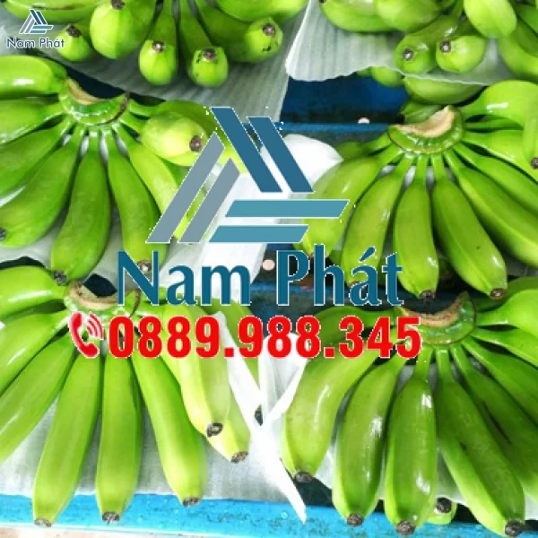 MÚT XỐP LÓT TRÁI CÂY GIÁ RẺ