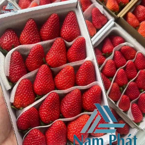 Màng Xốp Lót Dâu Xuất Khẩu Tại Nam Phát