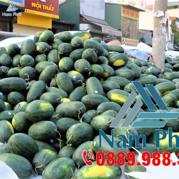 Màng Xốp Lót Dâu Xuất Khẩu Tại Nam Phát